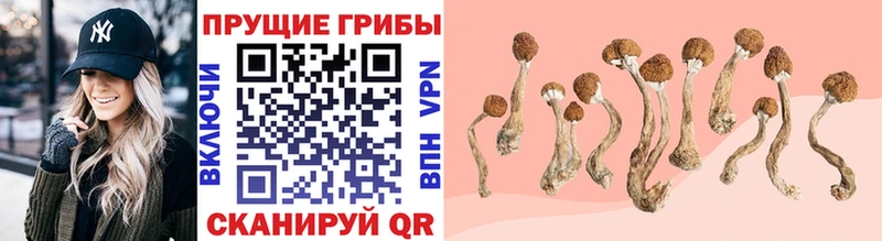 Псилоцибиновые грибы Psilocybine cubensis  darknet телеграм  Курлово 